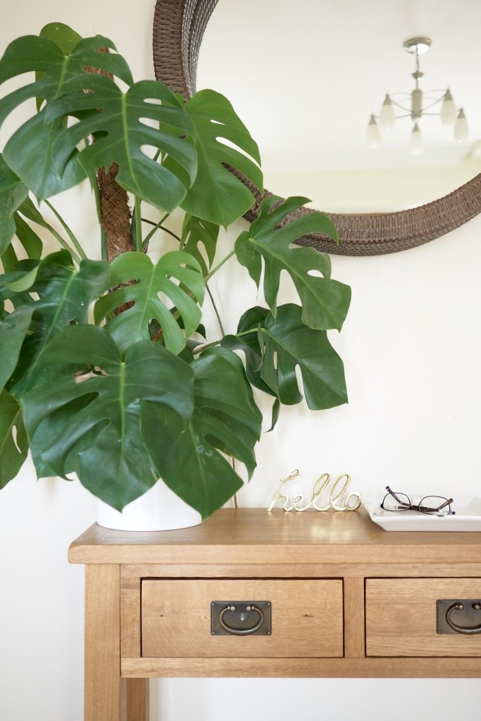 Easy Care House Plants