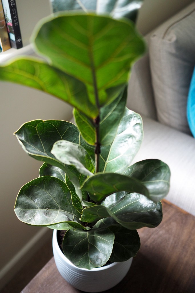 Fiddle Leaf Fig
