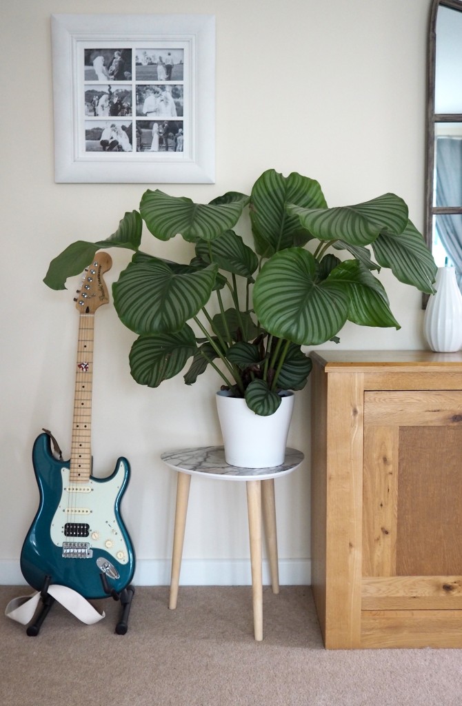 Calathea 